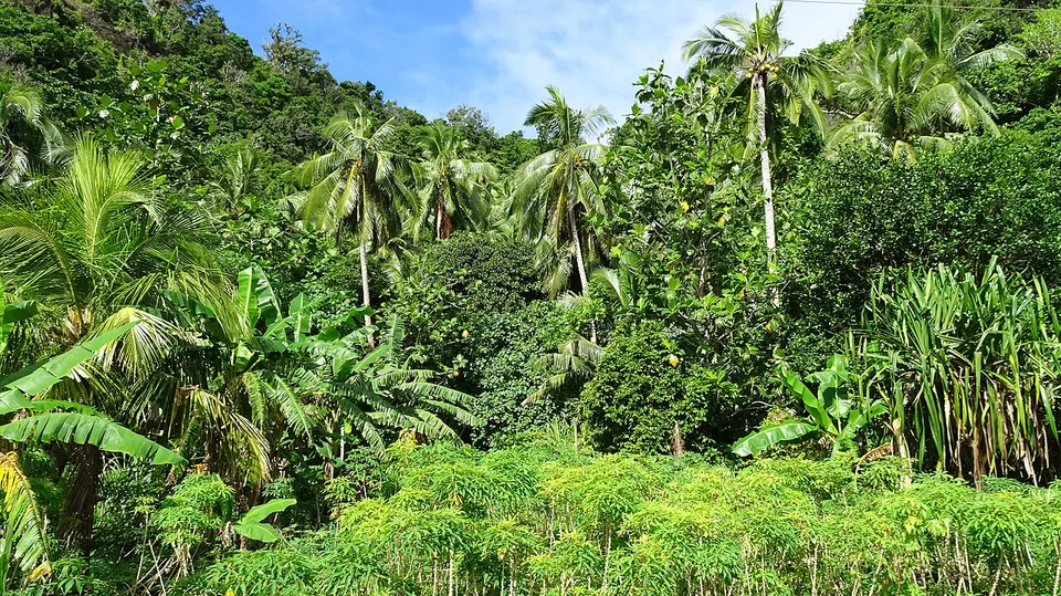 Forest in Wallis and Futuna — Sigave, Wallis and Futuna