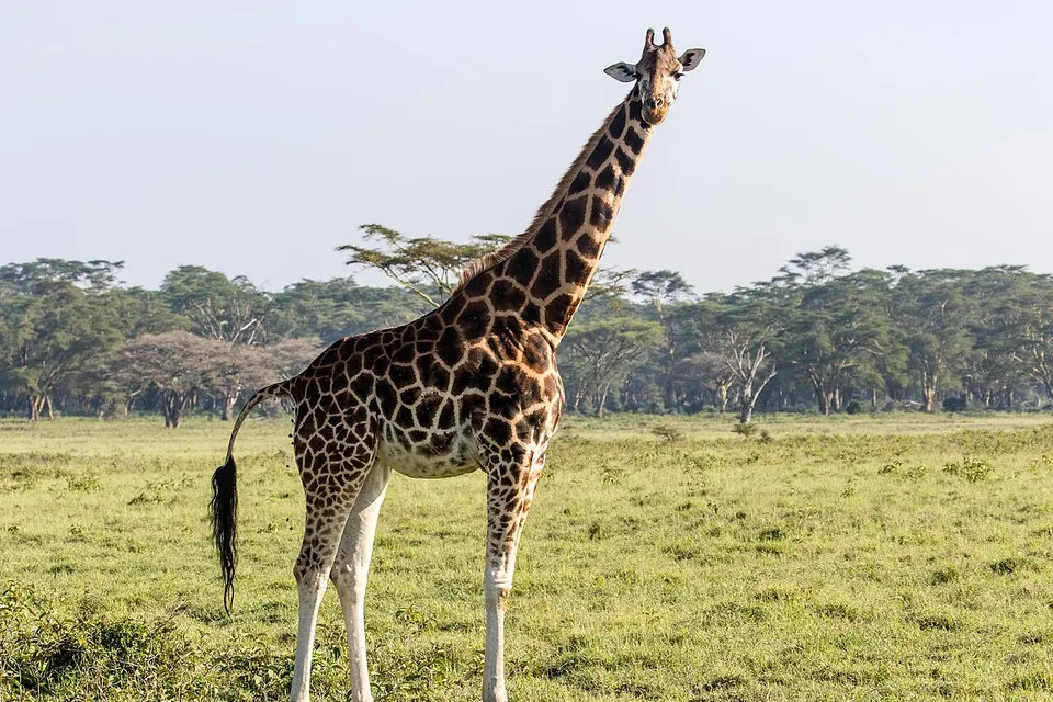 Giraffa camelopardalis rothschildi 230653911 — Nakuru, Kenya
