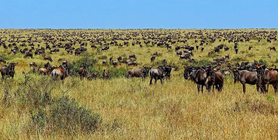 Wildebeest-during-Great-Migration — Narok, Kenya