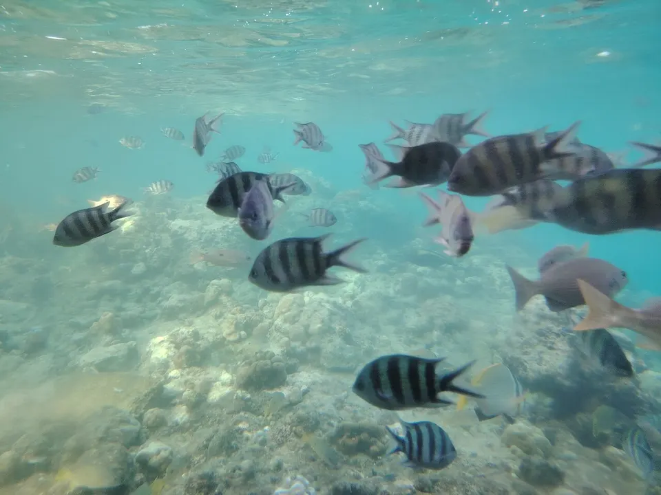 أسماك ملونة في الكوخ الغاطس - بورتسودان 02 — Red Sea, Sudan
