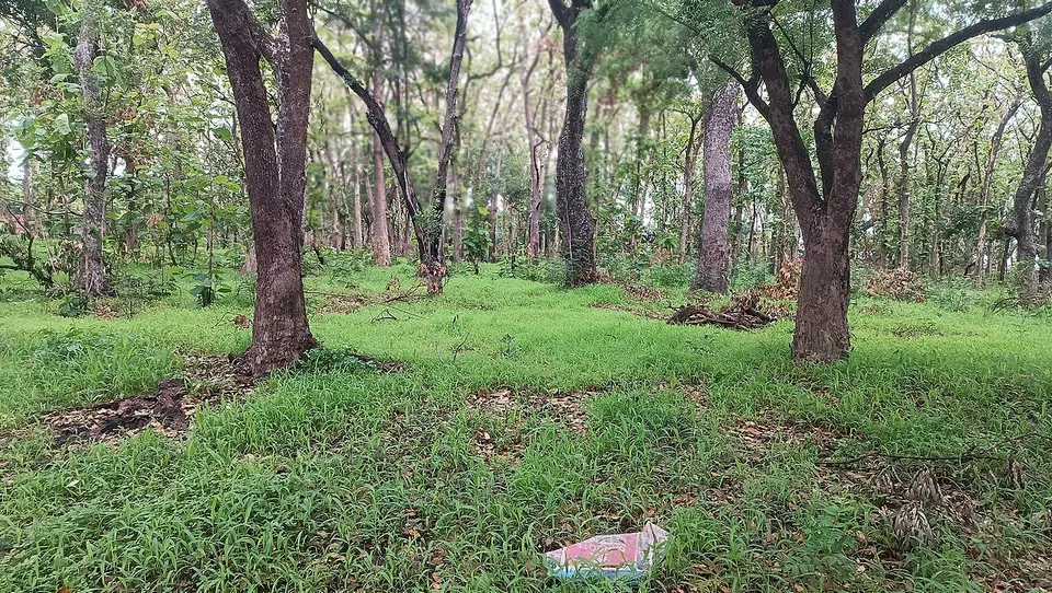 Paysage inspection forestière Borgou — Borgou, Benin