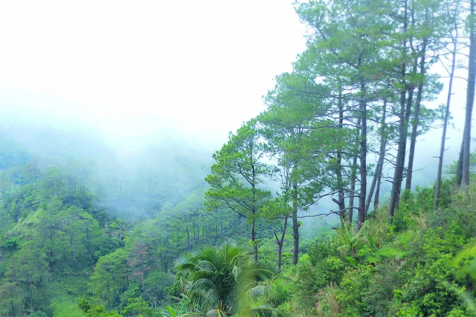 Heavenly Forest — Western Visayas, Philippines