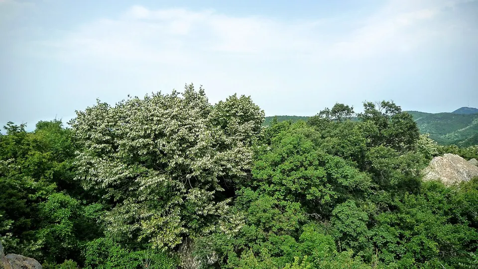 Madjarovo, Bulgaria - panoramio (13) — Haskovo, Bulgaria