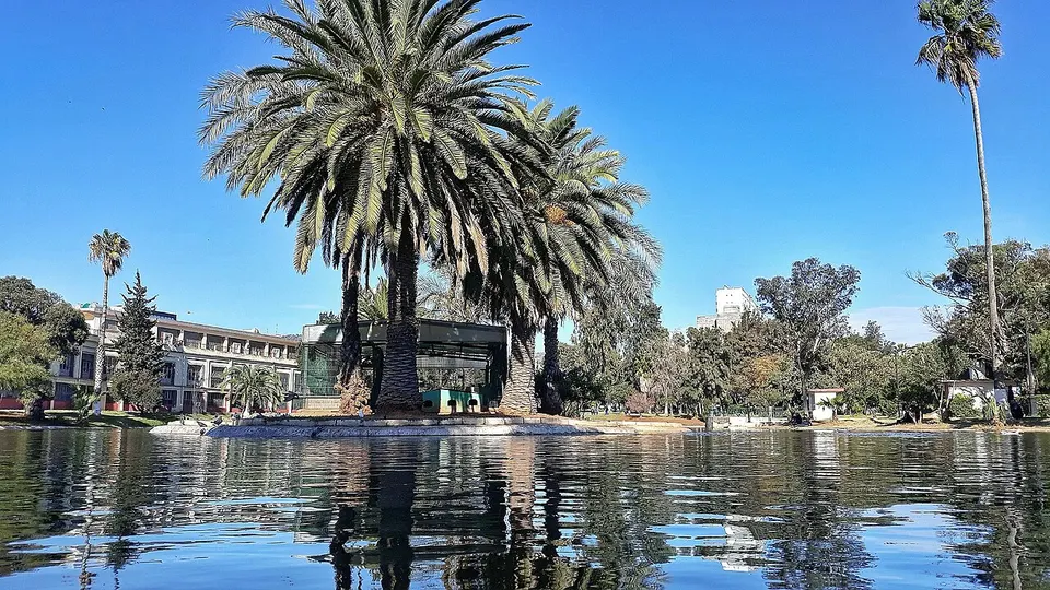 Palm trees reflected in a pond — Oran, Algeria