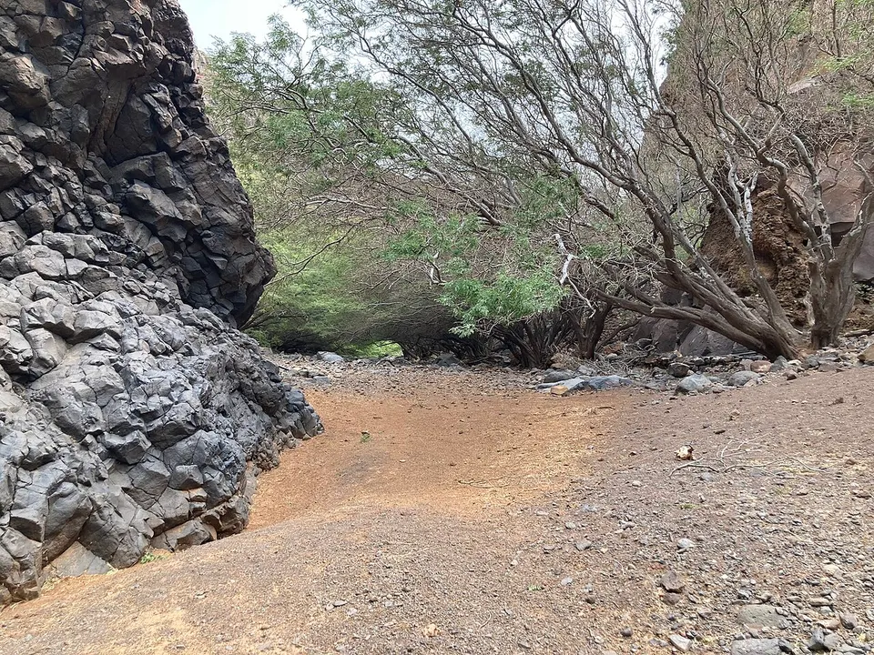 Palmeiras Carriçal São Nicolau, Cabo Verde — Ribeira Brava, Cabo Verde