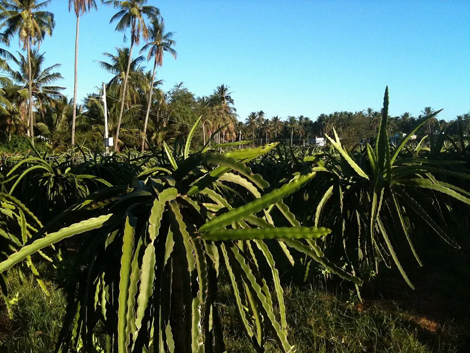 Dragon fruit farm PT — Bình Thuận, Vietnam