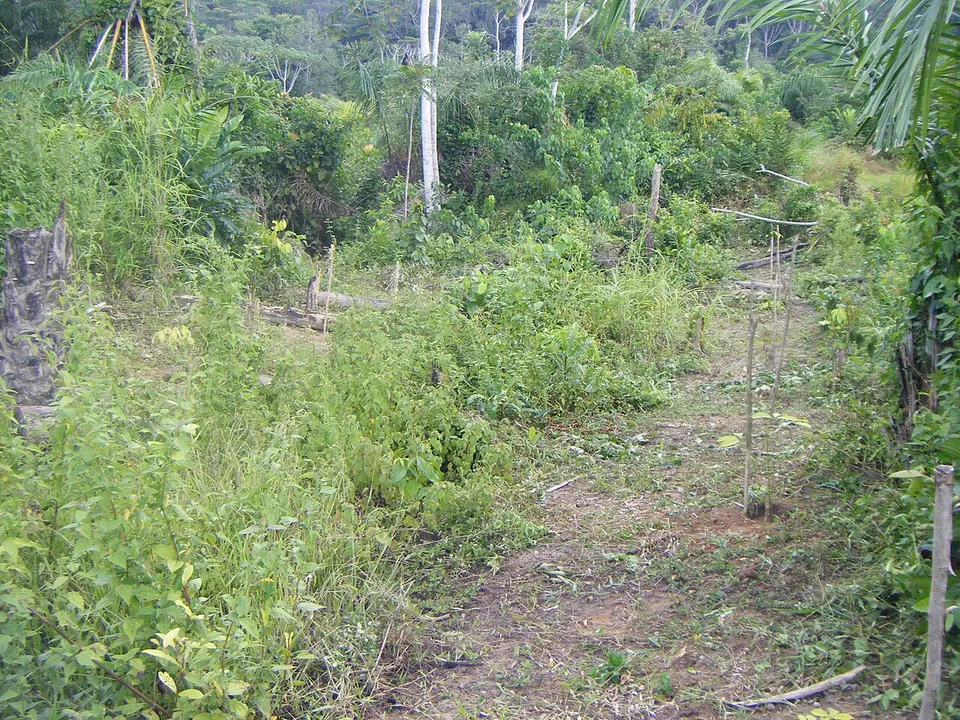RUBBER-PAIRS - panoramio — Grand Gedeh, Liberia