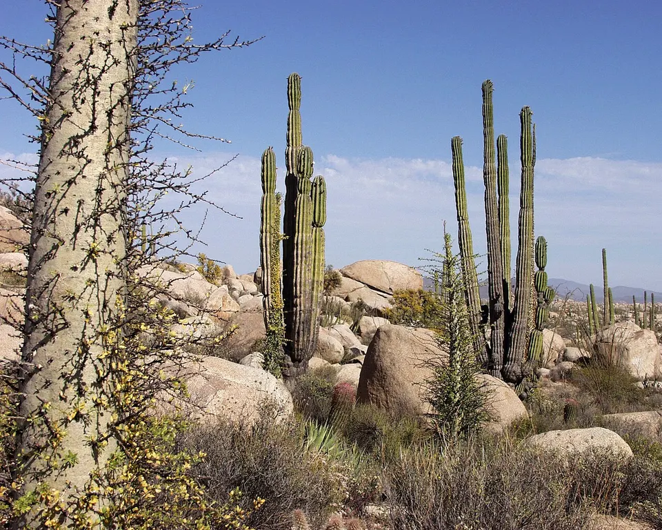 Baja California Desert — Baja California, Mexico