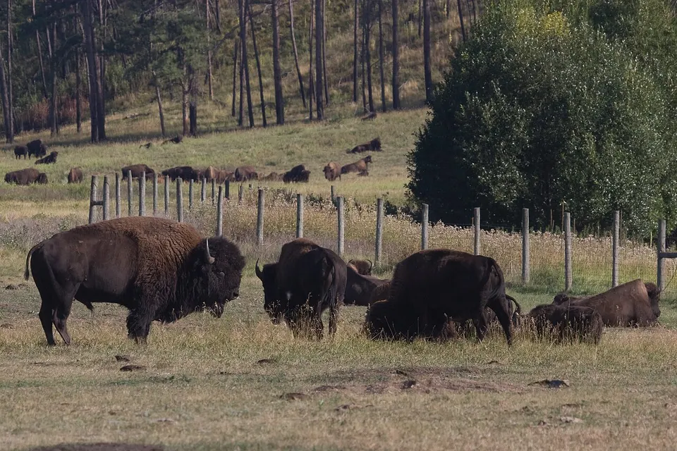 Custer State Park (3922212876) — South Dakota, United States