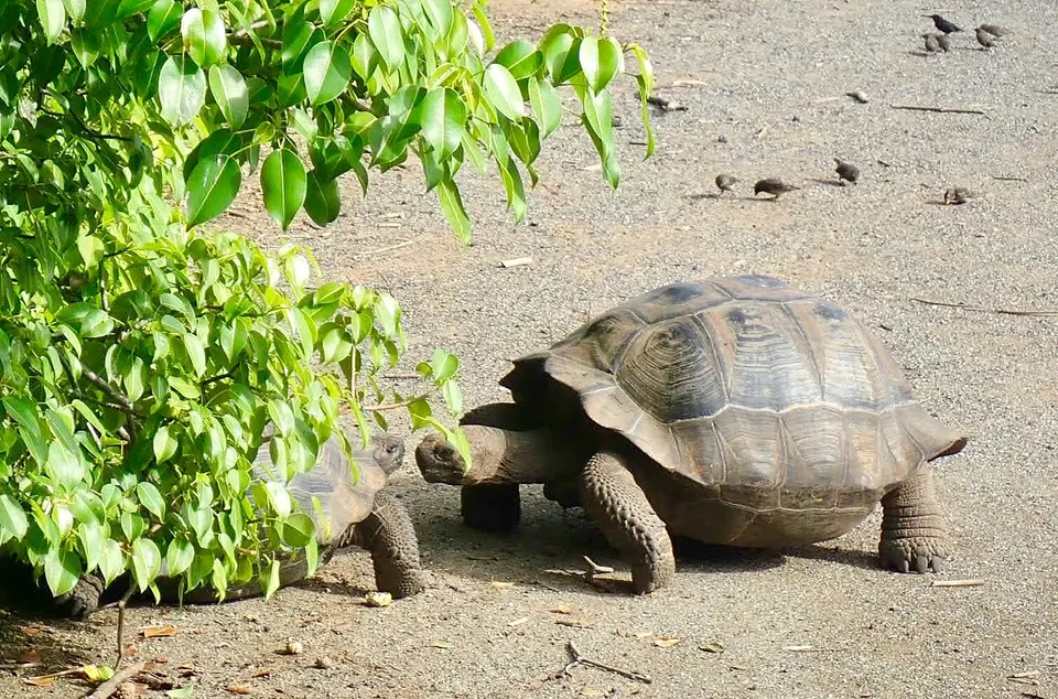 Chelonoidis vandenburghi 41250276 — Galápagos, Ecuador
