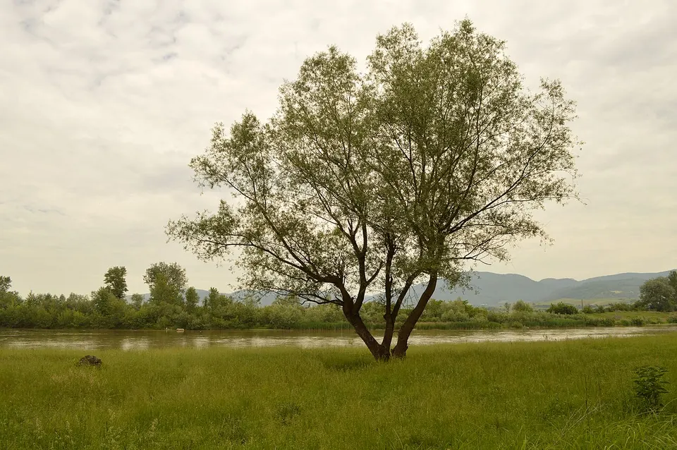 Green fields and a lone tree — HUNEDOARA, Romania