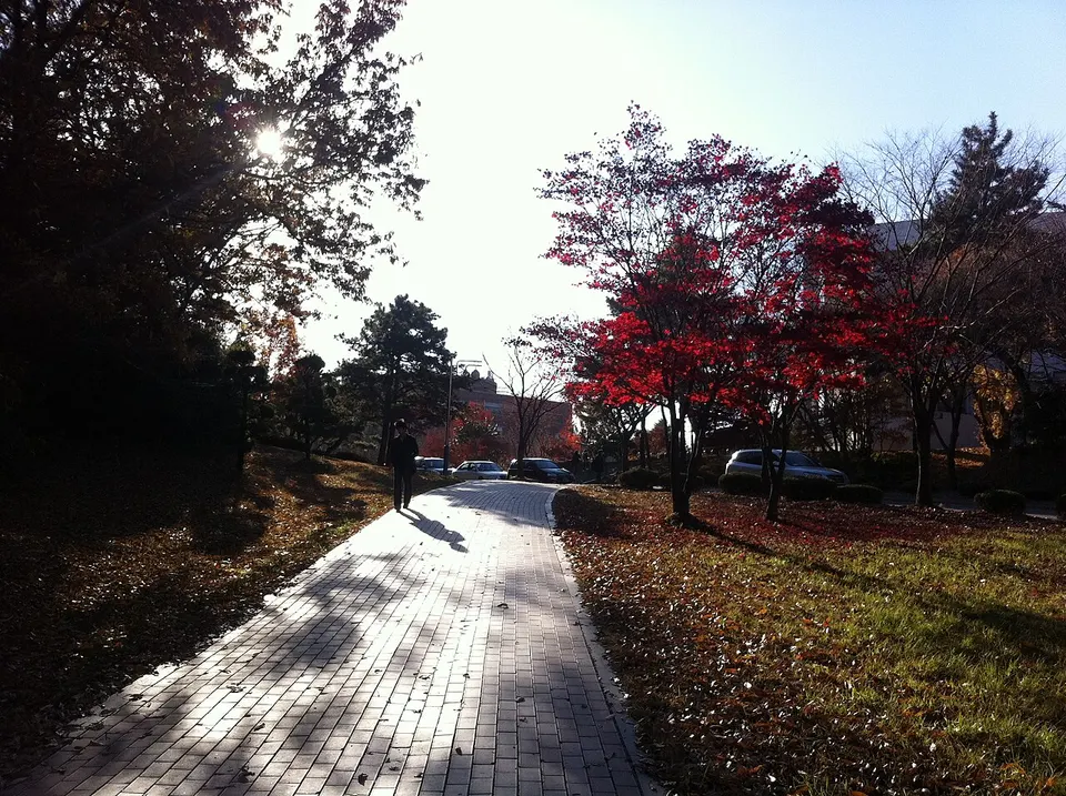 전남대학교 도서관길목 ^2 - panoramio — Gwangju, South Korea