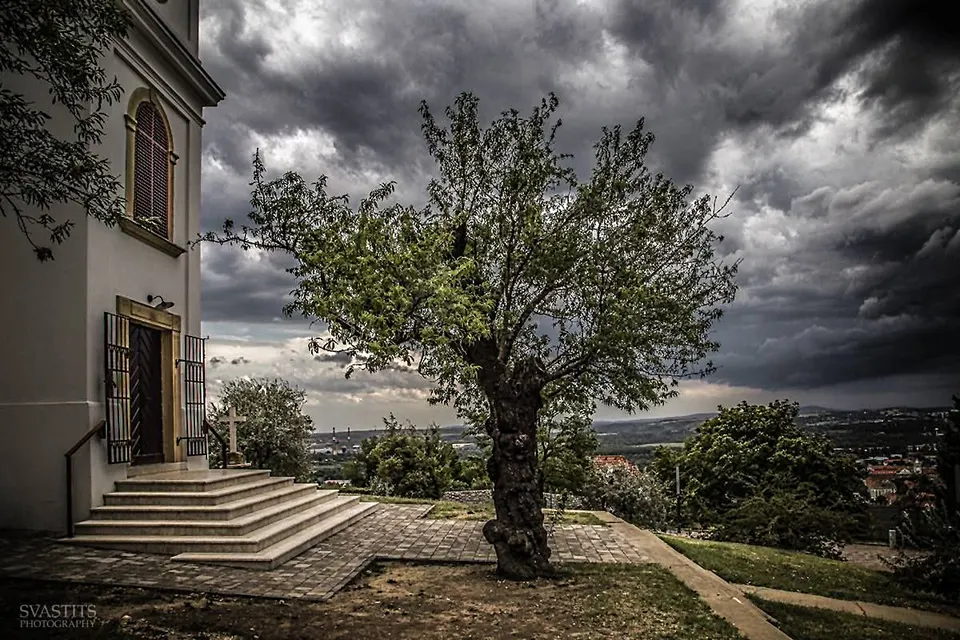 2019 The Almond Tree of the Snowy Hill in Pécs HU — Baranya, Hungary