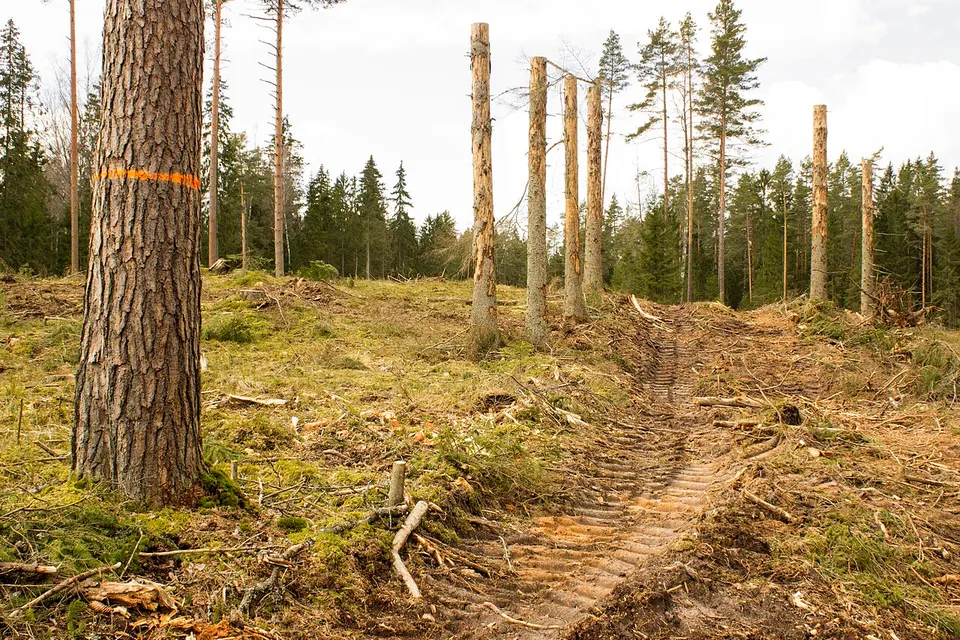 The forest glade - panoramio — Tukuma novads, Latvia