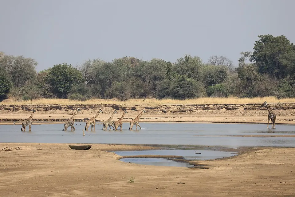 Giraffa tippelskirchi thornicrofti 260351844 — Eastern, Zambia