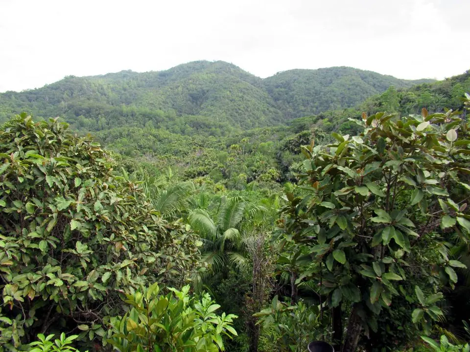 Valee de Mai (32348499733) — Baie Saint, Seychelles