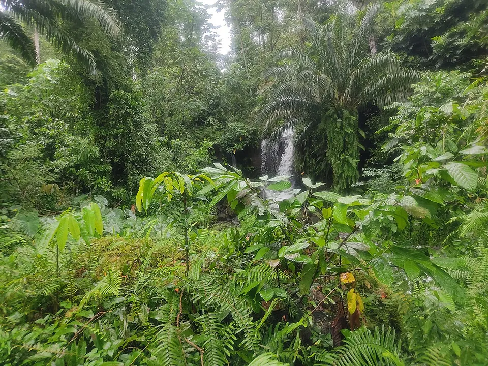 Forest of São Tomé Island — São Tomé Province, Sao Tome and Principe
