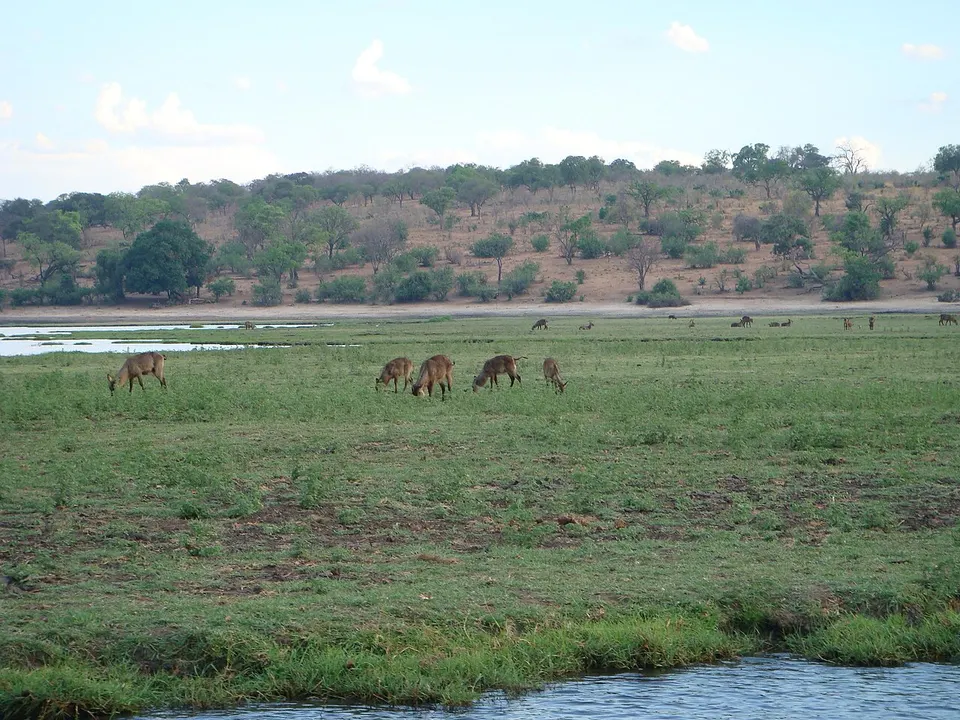 Some antelopes feeding (4613629032) — Chobe District, Botswana
