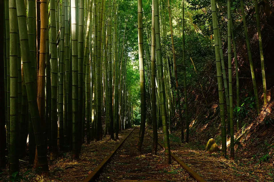 Bamboo woodland — Tottori Prefecture, Japan