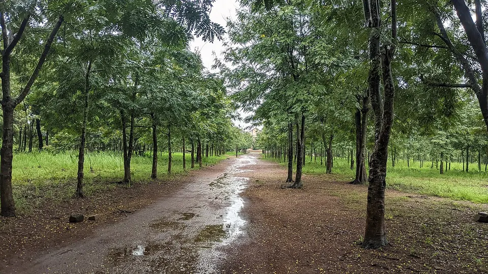 Rangée d'arbres — Centrale Region, Togo