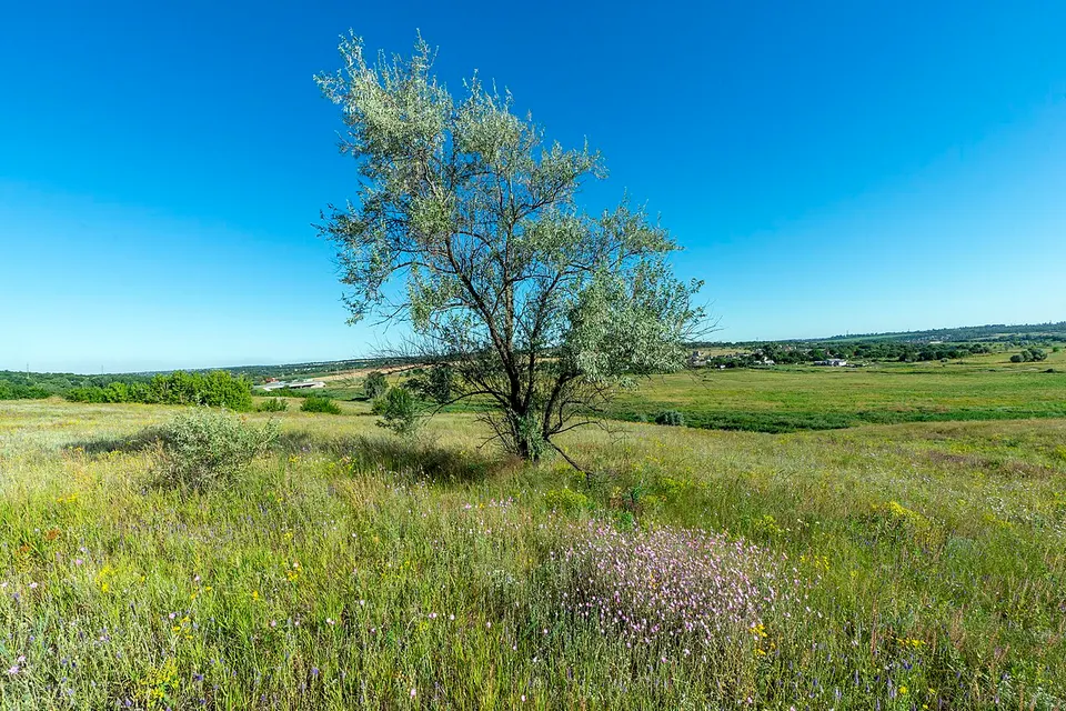 Балка Зміїна с. Новоолександрівка 27 — Dnipropetrovsk Oblast, Ukraine