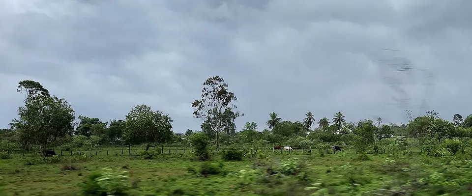 Cattle in Suriname, 2022, 4 — Wanica, Suriname
