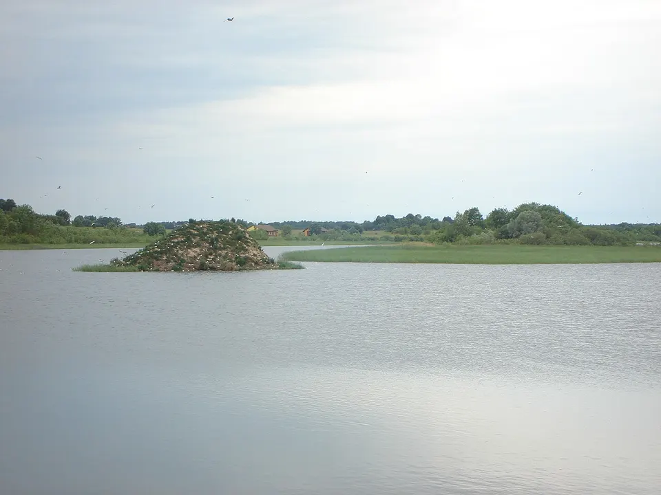 Sala ezerā ar kaijām - mikroskops - Panoramio — Saldus novads, Latvia