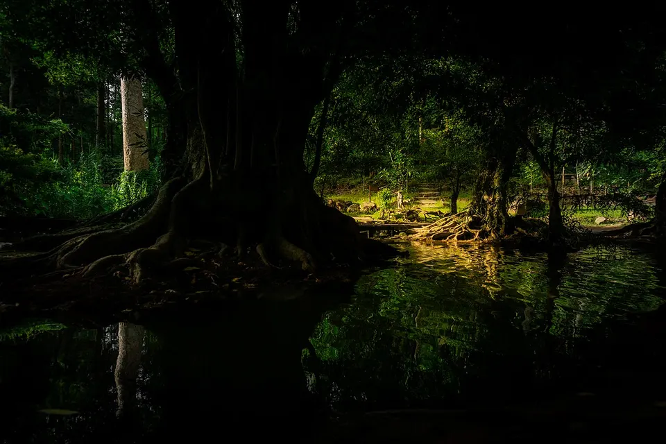 Where Light Finds the Forest-ที่ซึ่งแสงได้พบกับผืนป่า — Phitsanulok Province, Thailand