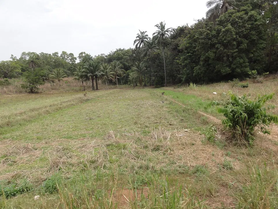 Rice fields in the mangroves around Rokupr, Sierra Leone - panoramio (1) — Northern, Sierra Leone