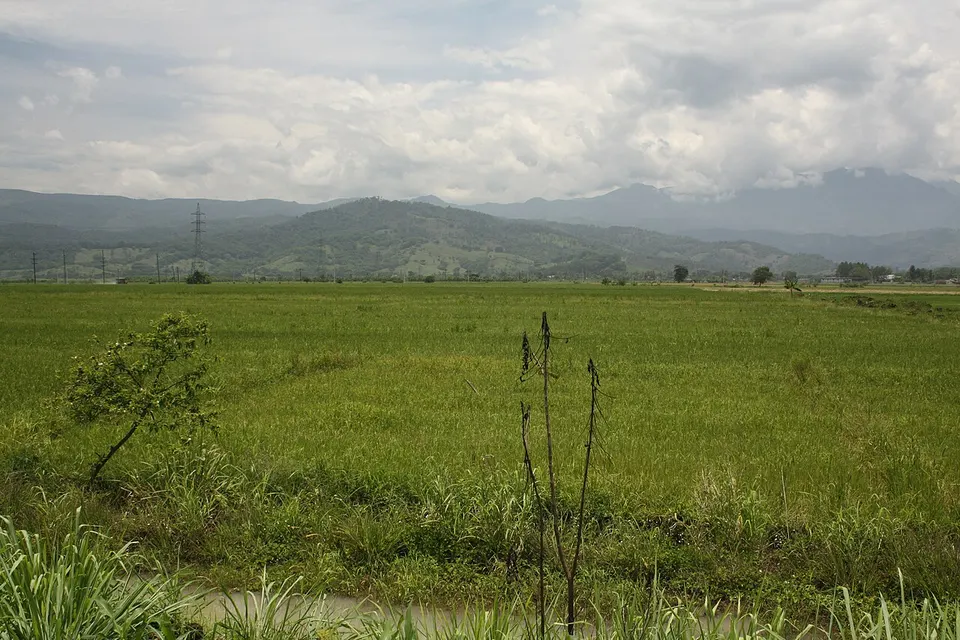 Ricefields Bonao 341 — Monseñor Nouel, Dominican Republic
