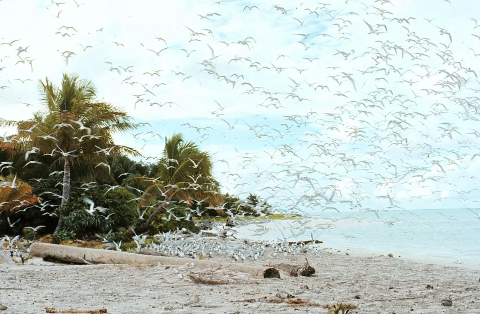Helen Reef — Hatohobei, Palau
