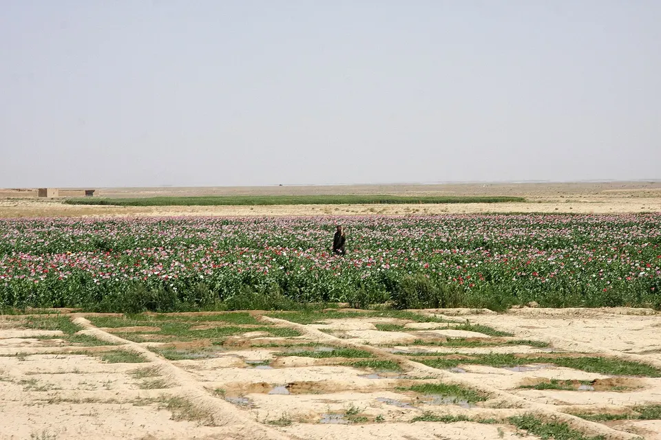 An Afghani farmer stands in the middle of his poppy field in Delaram, Afghanistan — Nimruz, Afghanistan