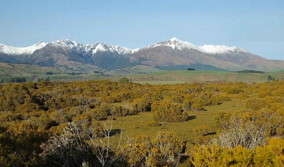 Halocarpus bidwillii in Wilderness Reserve with Takitimu Mountains in the background — Southland Region, New Zealand