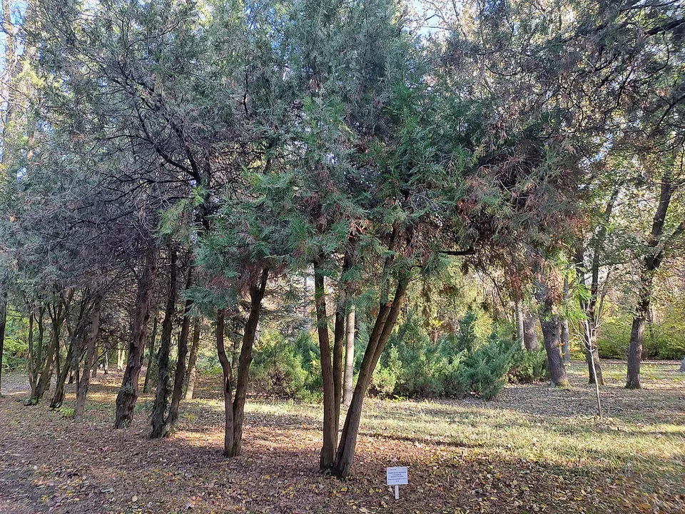 Ustymivskyi Arboretum (2023-10-29) 26 — Poltava Oblast, Ukraine