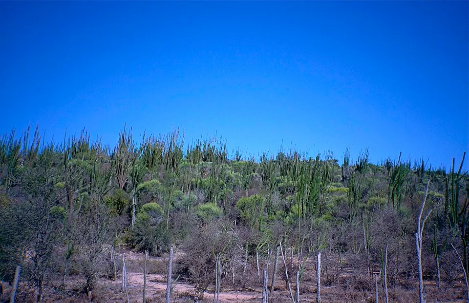 Androy Scenery (9597374909) — Androy, Madagascar