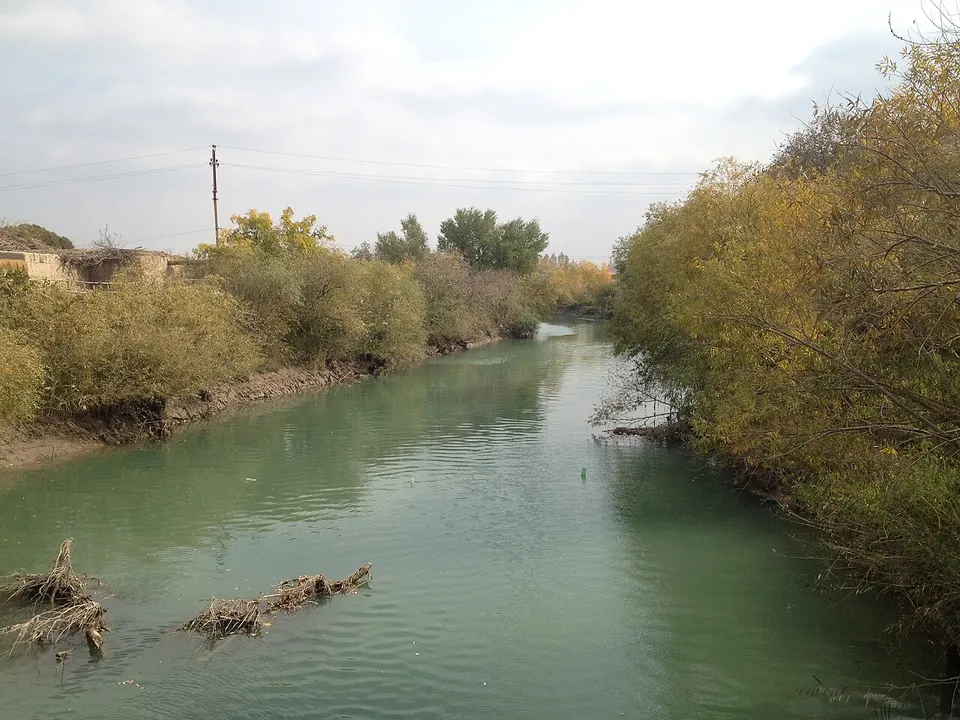 Trees on the beaches of Palvanyap — Xorazm Region, Uzbekistan