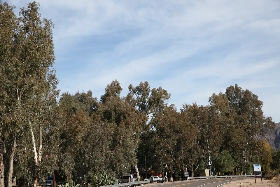 San Rafael Department, Mendoza Province, Argentina - panoramio (18) — Mendoza, Argentina