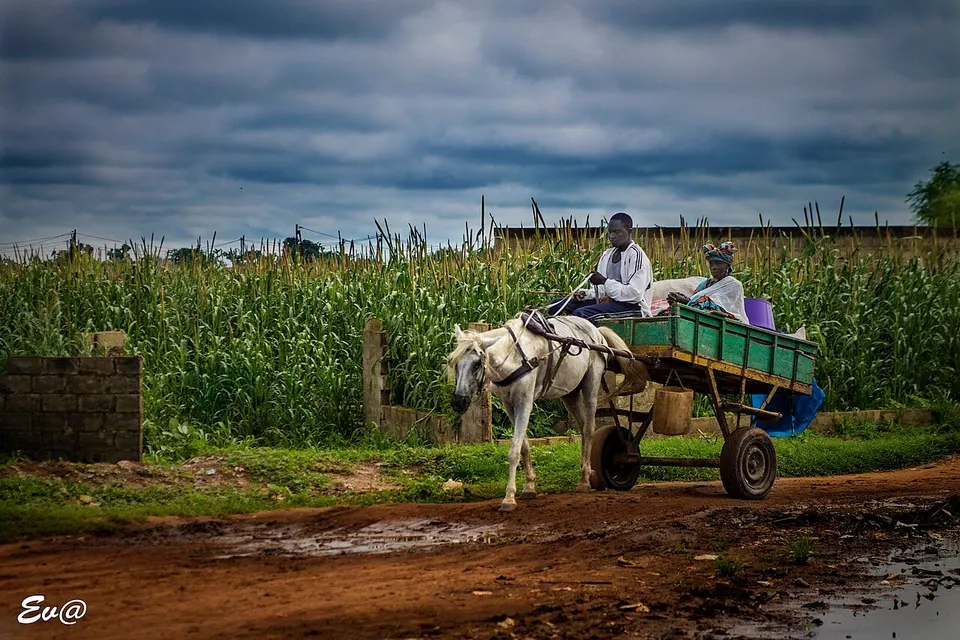 Rural (48618740) — Kaolack, Senegal