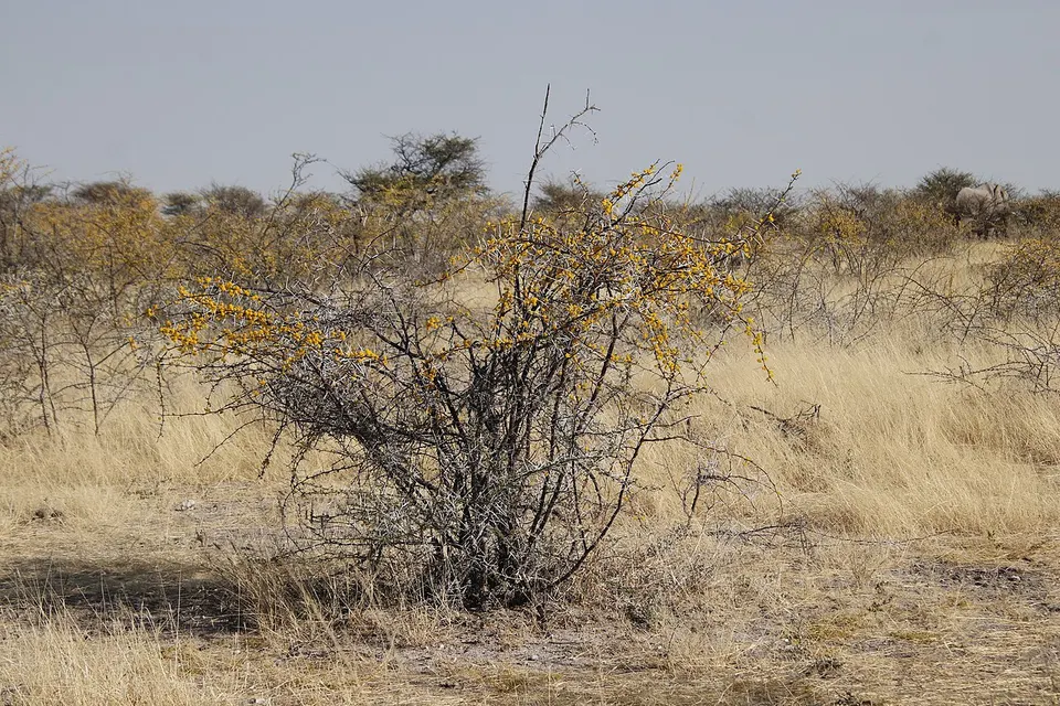 Vachellia nebrownii 227636786 — Oshikoto, Namibia