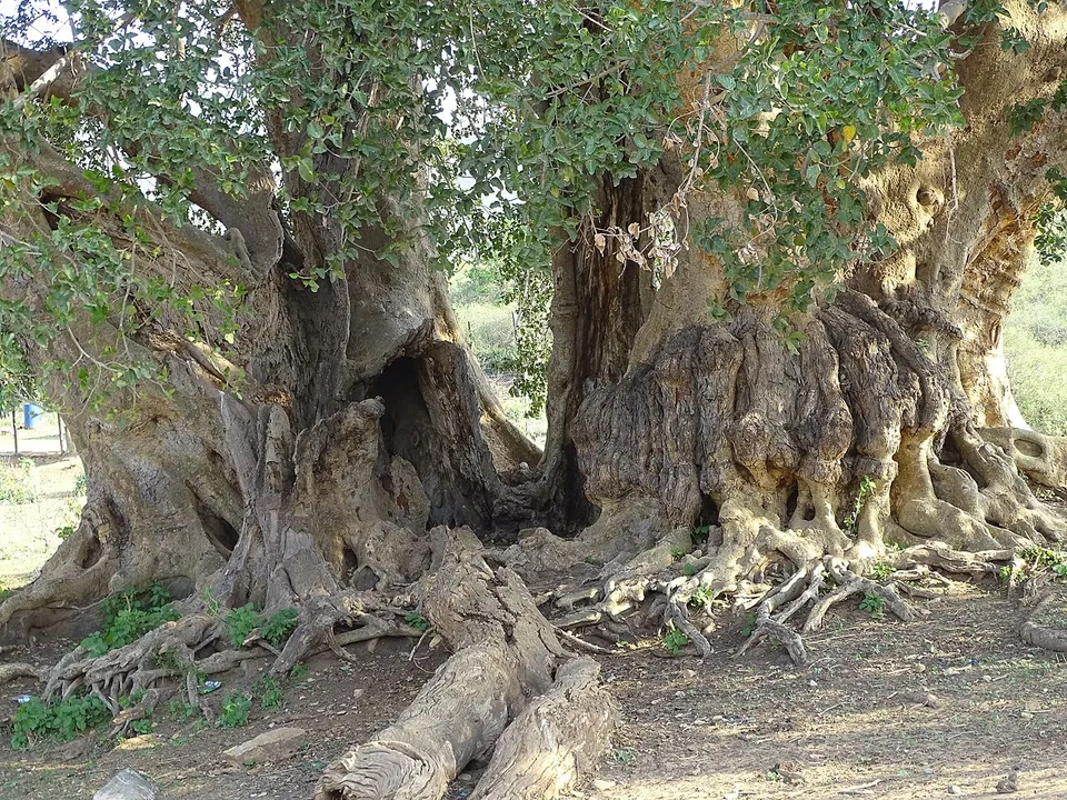 Ficus sycomorus 440720793 — KwaZulu-Natal, South Africa
