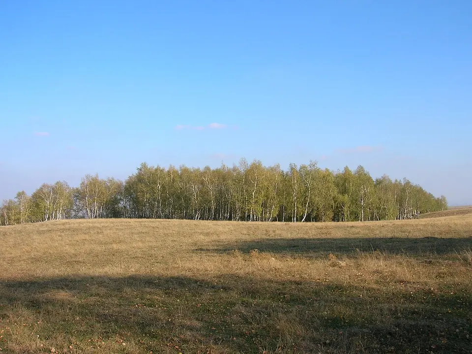 Pădurea de argint Dobreni 08 — NEAMT, Romania
