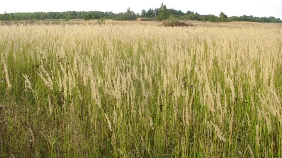 Monino smolenskaya glinkovskiy — Smolensk Oblast, Russia