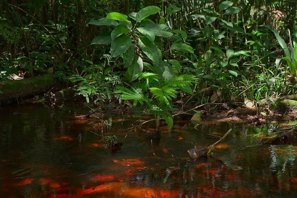 Green on red (18163902932) — Para, Suriname