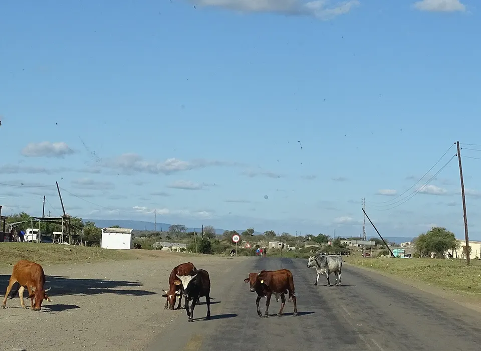 Eswatini Cattle on road 05 — Lubombo, Eswatini