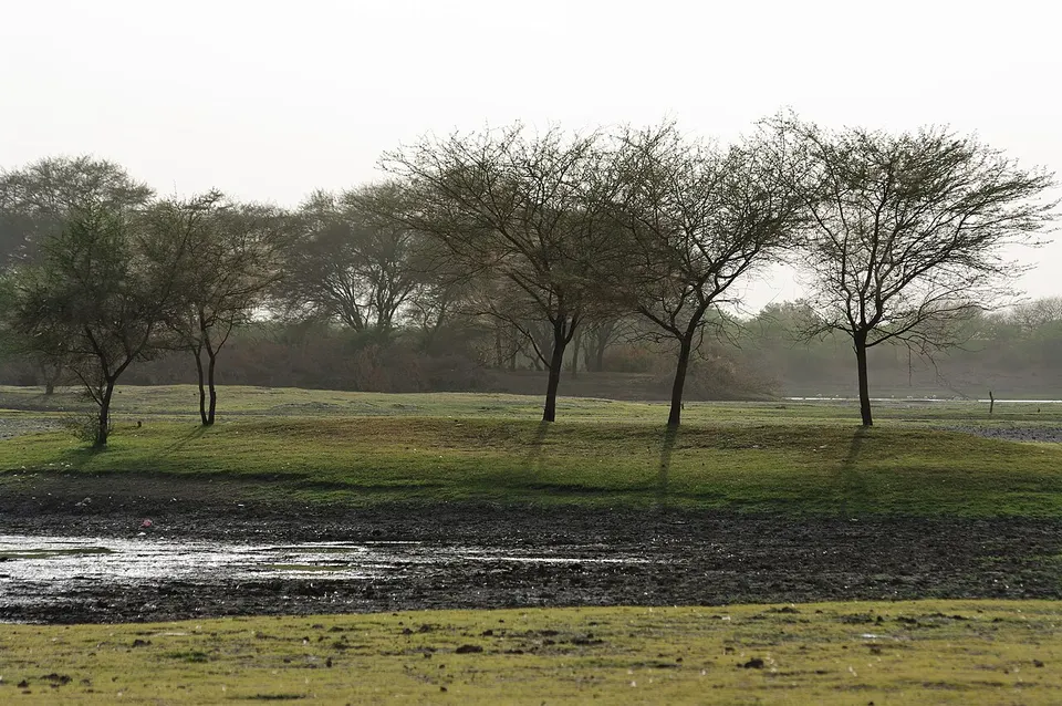 Woodland beside water — Gujarāt, India