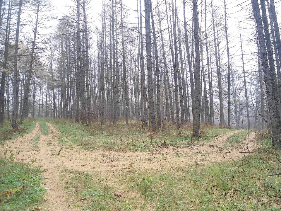 Дороги в лесу roads in the forest - panoramio — Chuvashia, Russia