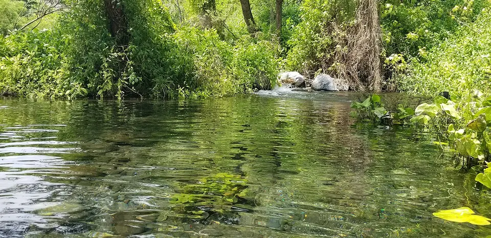 In the rain forest — Colima, Mexico