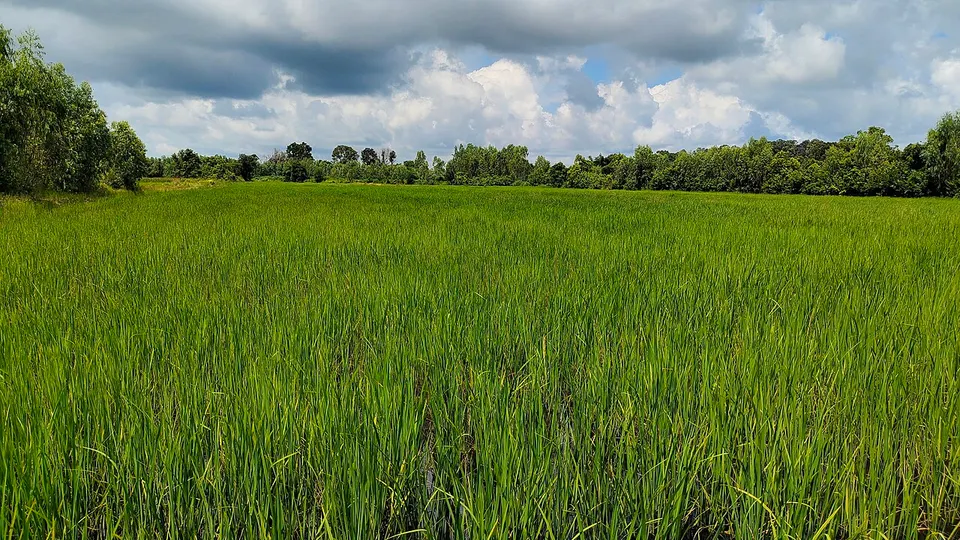 นาข้าว — Yasothon Province, Thailand