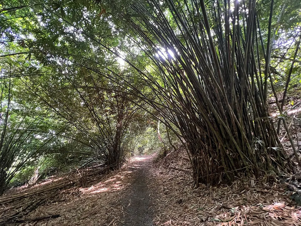 Bamboo grove along Central Catchment Park Connector on the fringes of the Central Catchment Nature Reserve - 2022-05-03 — NORTH REGION, Singapore