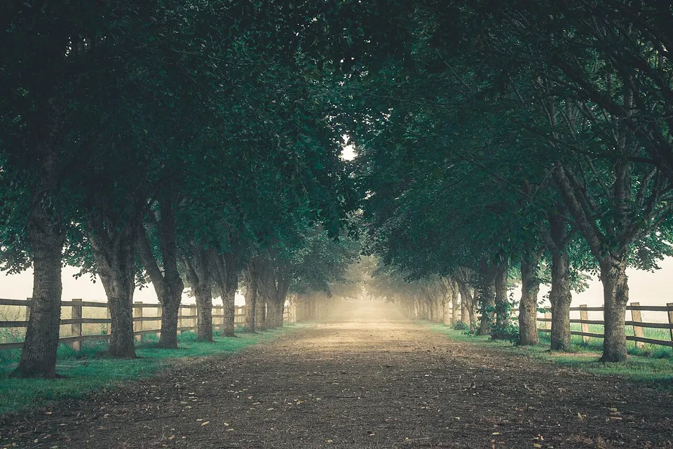 Allee near Viljandi — Viljandi maakond, Estonia